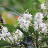 Symplocos acuminata (Blume) Miq.